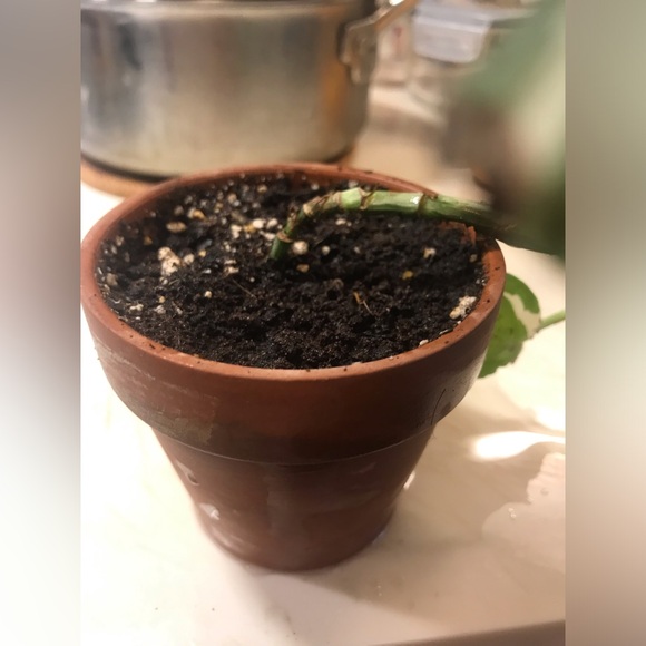 Manjula plant - Picture 5 of 14